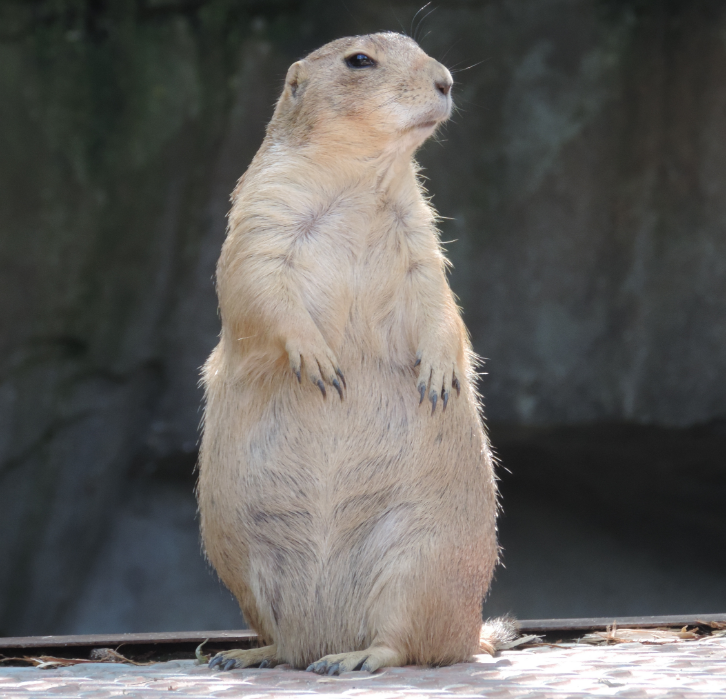 Groundhog Day on Thanksgiving